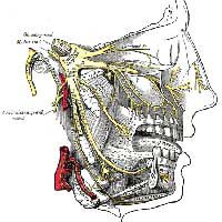 Trigeminal Neuralgia Trigeminal Nerve